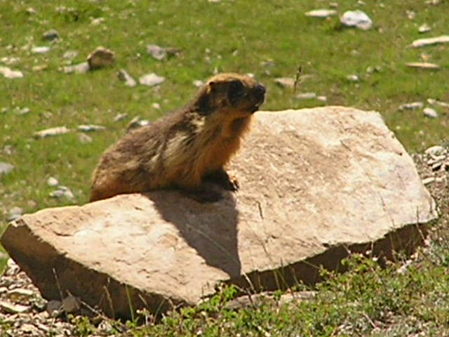 Marmot on the Zoji La